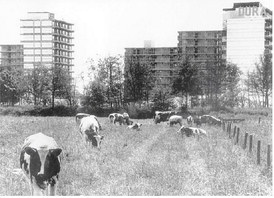 Dukenburg rukt op in de jaren zestig: voor de nieuwe flatgebouwen grazen de koeien nog vredig.